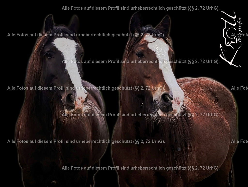 Photo_1728037790449 | krollfotografie - Realisiert mit Pictrs.com