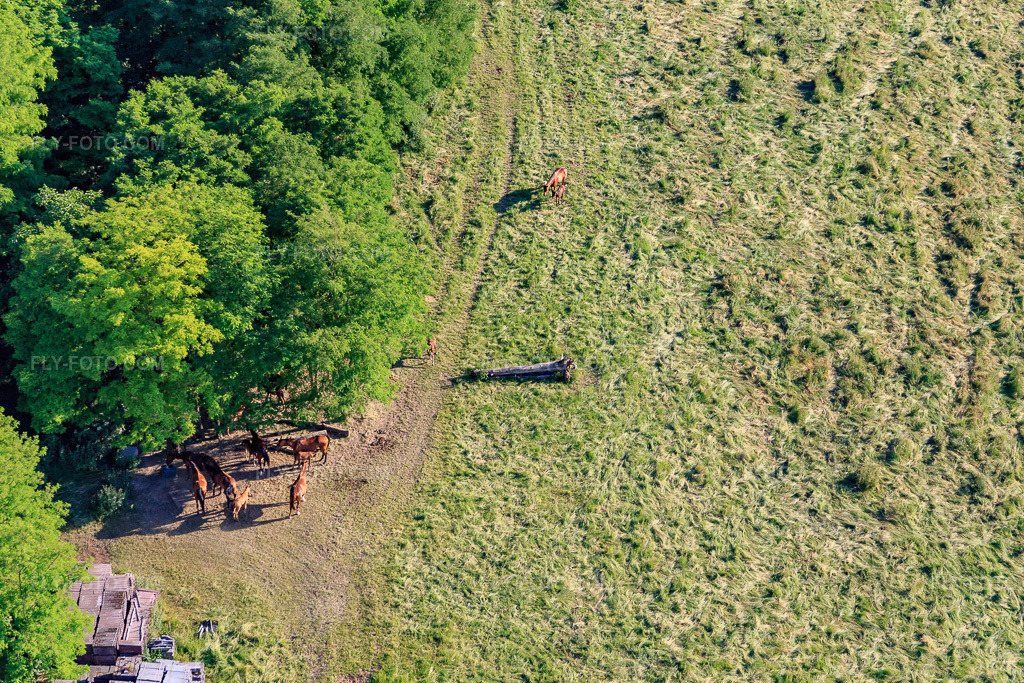 Aerial view: Horses in the pasture in Scheibenhard in the state Bas-Rhin, France. – Photo: IMG_080161.jpg taken on 06/05/2015 by Werner Riehm/FLY-FOTO.com – Resolution of the original: 5472 x 3648 px