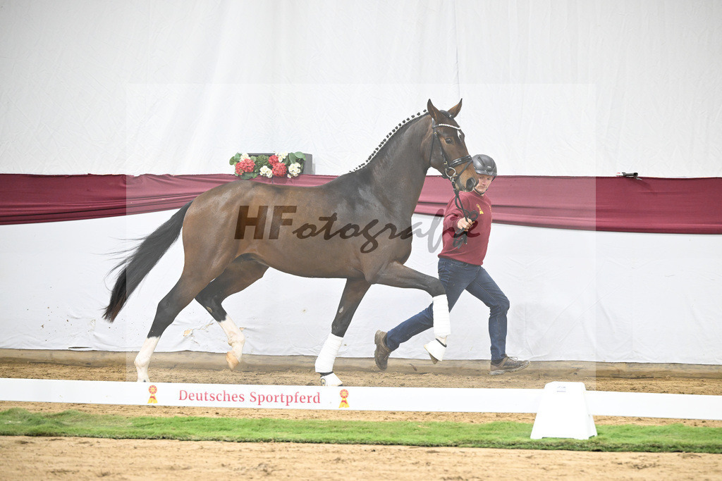 Kat-Nr. 35 Va Bene x San Amour I_Gestuet Greim_47251205 | hf-fotografie - Realisiert mit Pictrs.com