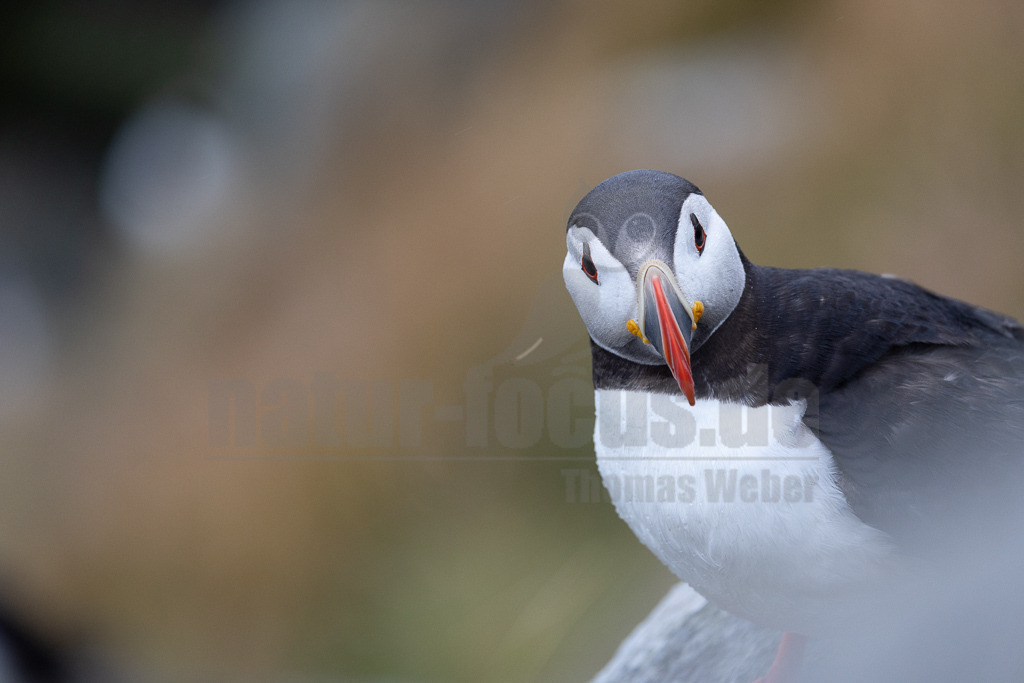R5NF0297-20230719 | Der Papageitaucher – auch Papageientaucher oder Puffin genannt – ist eine Vogelart aus der Familie der Alkenvögel. Die Art brütet in Erdhöhlen an und auf Klippen oder an deren Fuß im Nordatlantik sowie im westlichen Nordpolarmeer. - Realisiert mit Pictrs.com