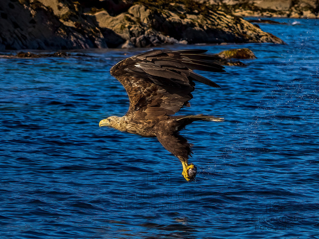 Weißkopfseeadler mit Fisch | Weißschwanz Seeadler hat den Fisch
Svolvaer, Lofoten Norwegen - Realisiert mit Pictrs.com