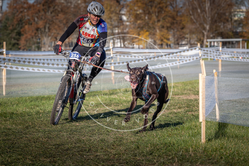 CaniXpix_0L8A4969 | Hundefotografie, Tierfotograf, Pfotenfotografie, Fotoshooting Hund, Hunde Portrait, Hundesport, Hundeportraits, Heideshooting, Hunde, Sportfotograf, Hundefotograf, Turnierhundsport, THS,  - Realisiert mit Pictrs.com