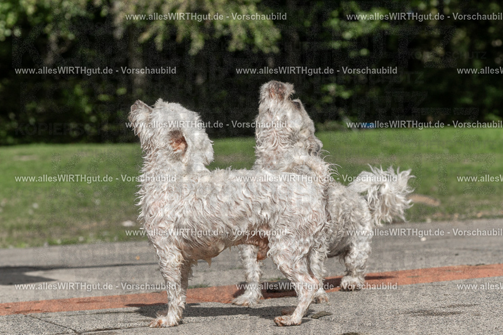 Hundeschwimmen_Volksbad_2026-allesWIRTHgut_Tierfotografie-2609061519-FAY07181 | Professionelle Tierfotografie in Mönchengladbach von Daniel Wirth (allesWIRTHgut). Liebevolle & natürliche Bilder von Hunden & Katzen für unvergessliche Erinnerungen.