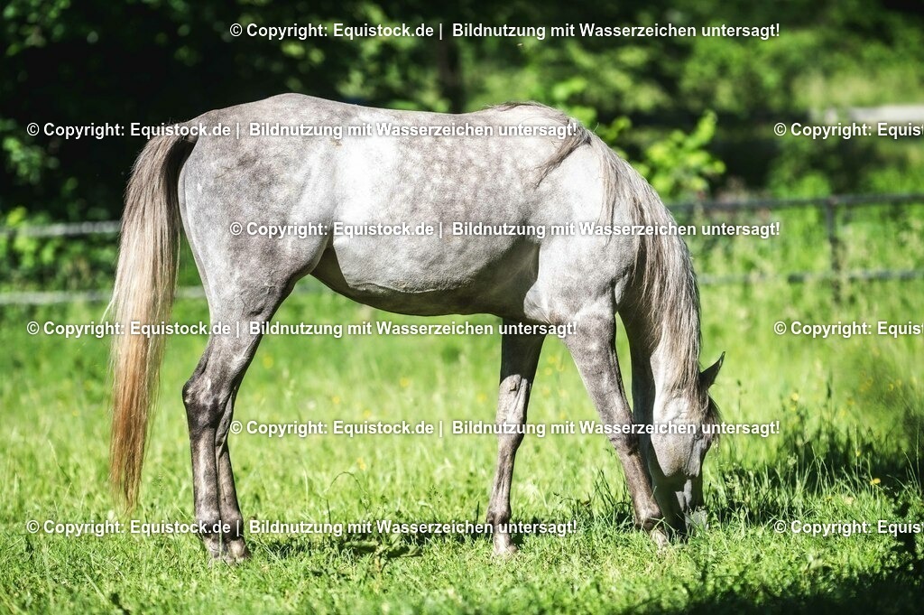 20210617_Araber_Marbach_Koppel_0013 | Foto: Thomas Hartig