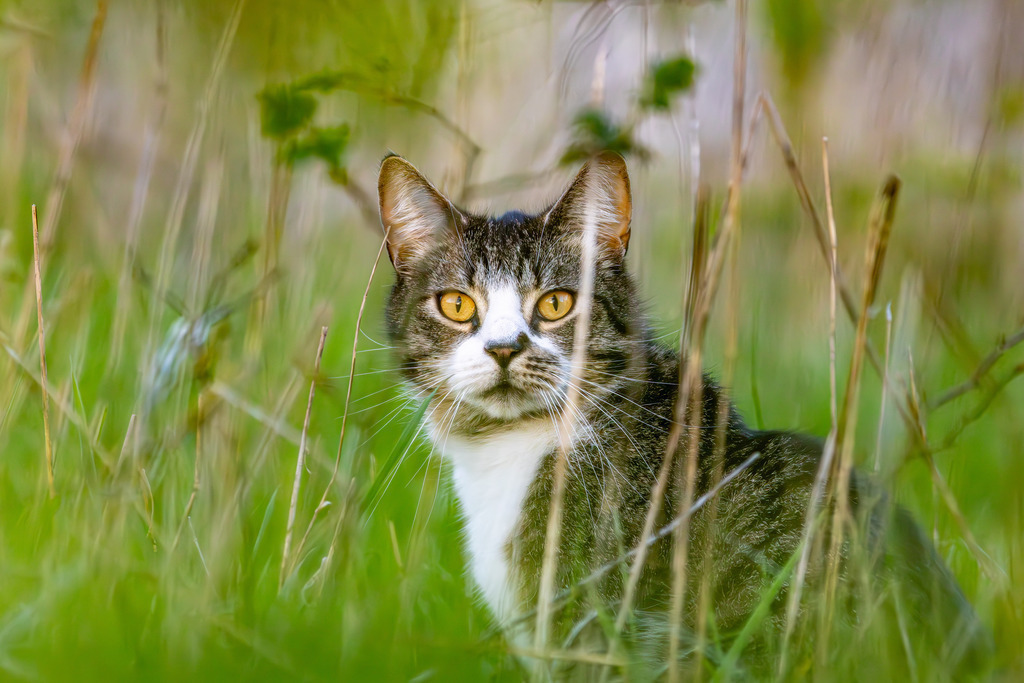 Katze im Gras | Ein Tierporträt einer Katze.