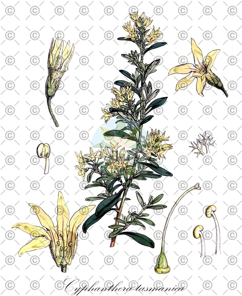 HistAbb_wfo-0000831197_1_ENZY_Simple | Historische Abbildung von Cyphanthera tasmanica - Solanaceae | Historical Illustration of Cyphanthera tasmanica - Solanaceae