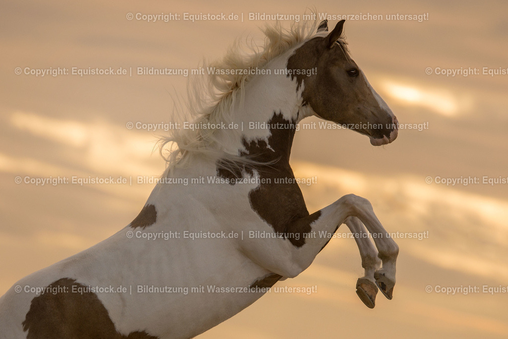 TS_20160928_Steigendes_Pferd_0002 | Foto: Thomas Hartig