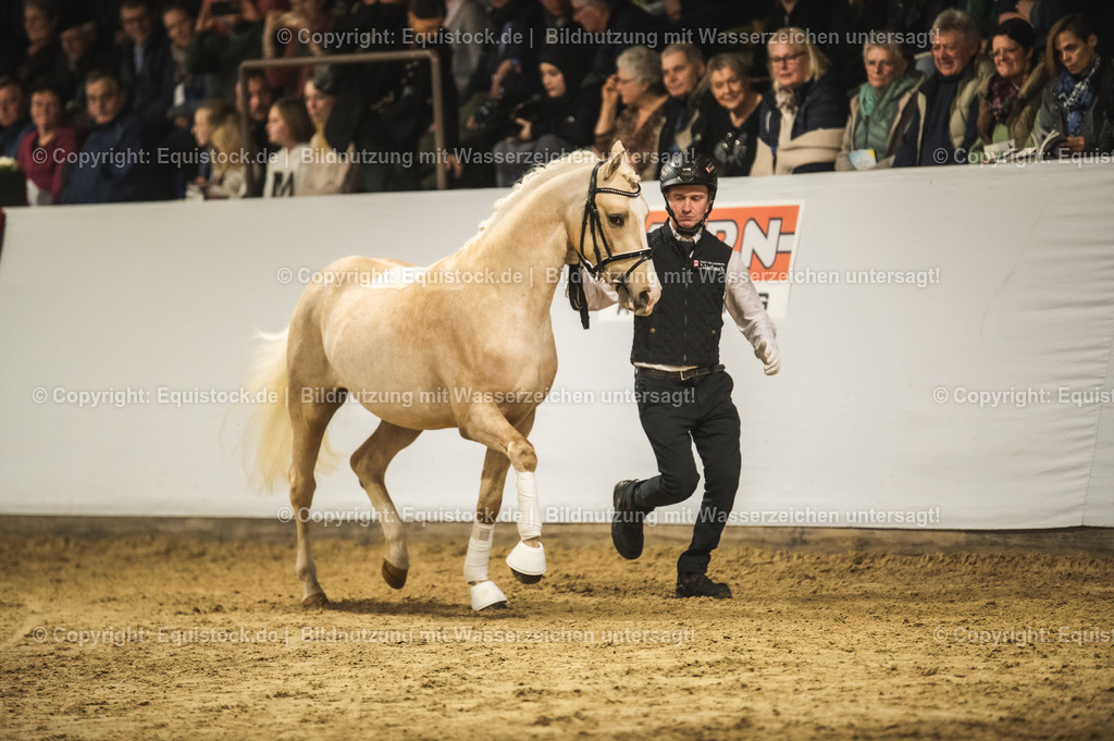 20240302_Hengstvorstellung_Marbach_TOMsPiC_0801 | equistock