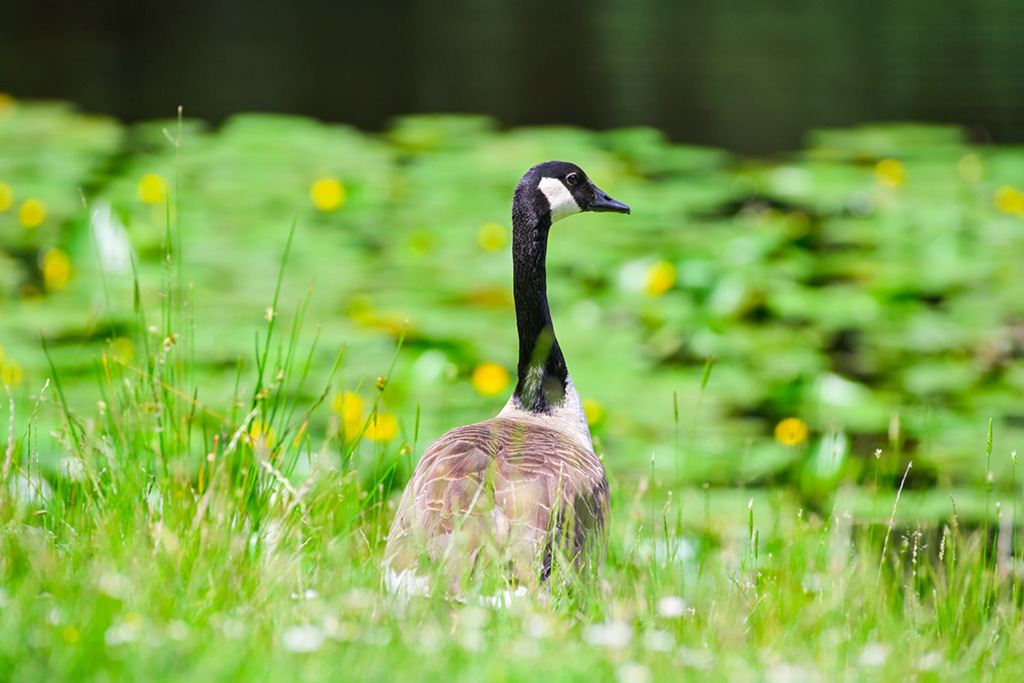 Kanadagans am Seerosen-Teich | An einem mit Seerosen gesäumten Teich steht eine Kanadagans und schaut sich um. — Auflösung des Originals: 8256 x 5504 px. - Realisiert mit Pictrs.com