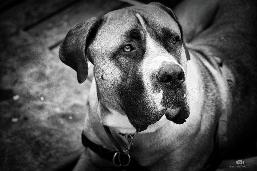 Duke_2 | mw-kreativfoto - Realisiert mit Pictrs.com