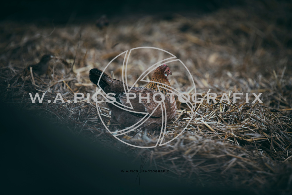 A-Willdoner_20251223_304 | Sport-,  Presse- und Eventbegleitung!
Contact me !
