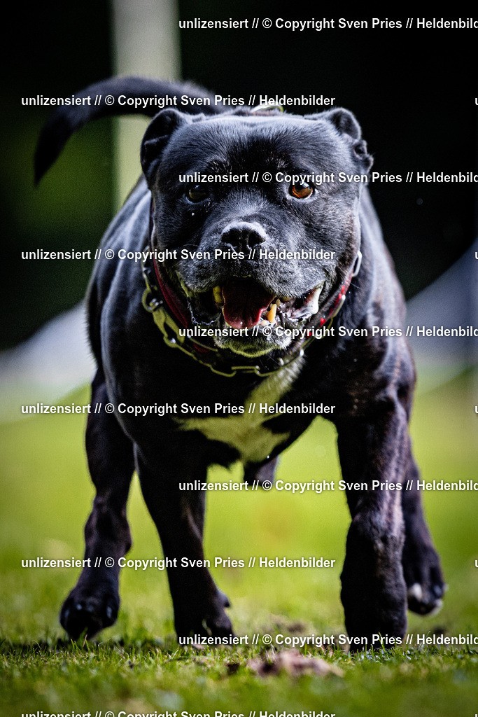 Sven Pries | 2025-10-03 - Hunderennen Obergrombach - Realisiert mit Pictrs.com