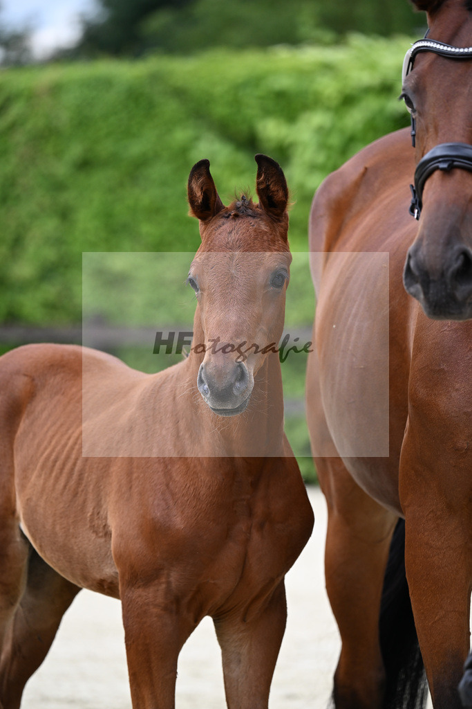 Kat-Nr. 6 Kjento x Millennium_Hopf_25240319 | hf-fotografie - Realisiert mit Pictrs.com