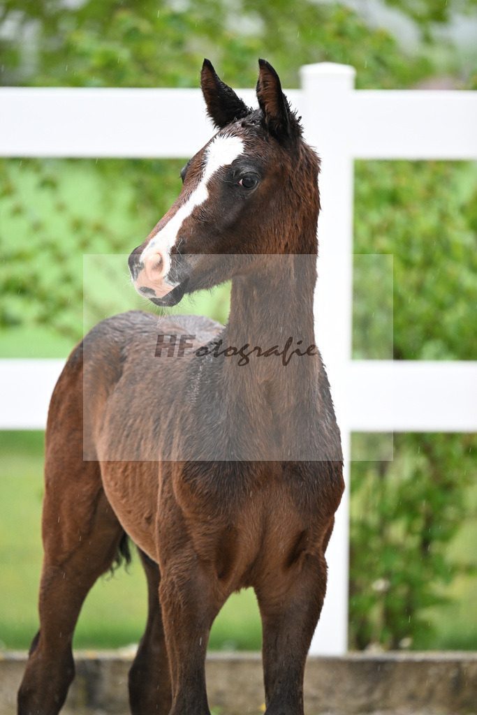 Kat-Nr. 34 HF Coeur de Lion x Powerfee_Herz_23261233 | hf-fotografie - Realisiert mit Pictrs.com
