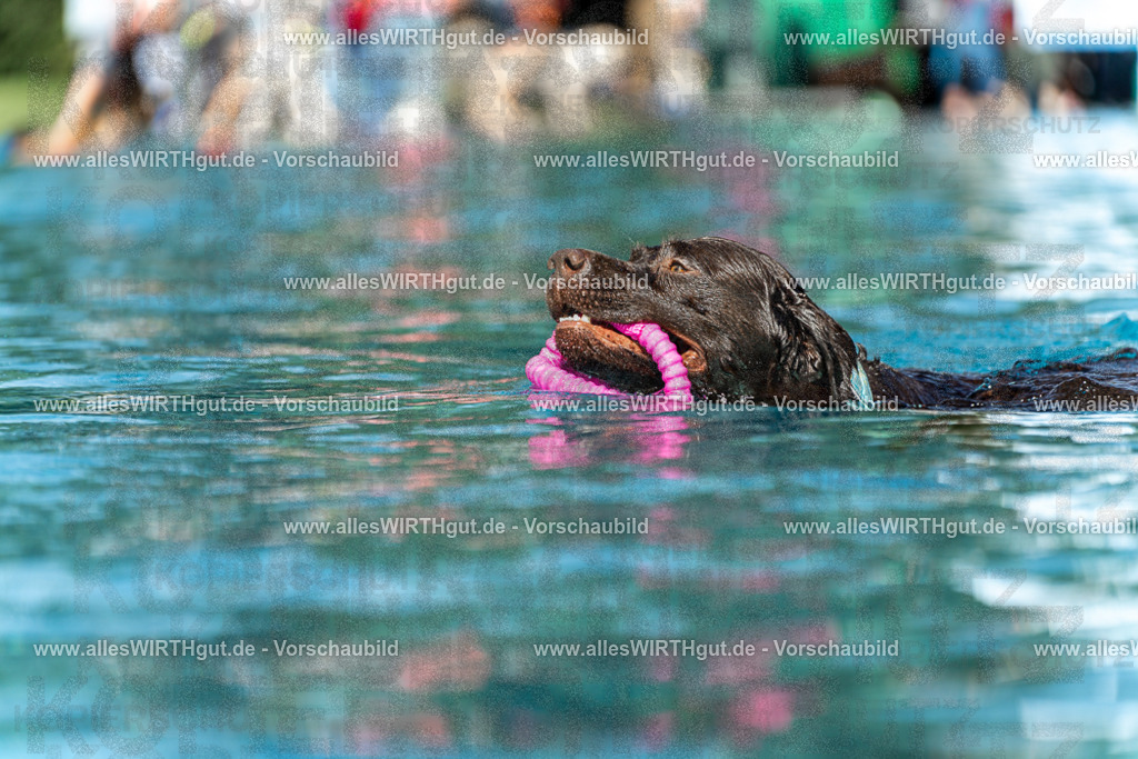 Hundeschwimmen_Volksbad_2026-allesWIRTHgut_Tierfotografie-2609061156-110604-7R509965 | Professionelle Tierfotografie in Mönchengladbach von Daniel Wirth (allesWIRTHgut). Liebevolle & natürliche Bilder von Hunden & Katzen für unvergessliche Erinnerungen.