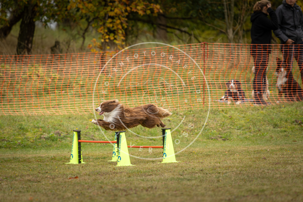 Pfotenfotografie_DV3A5828 | Hundefotografie, Tierfotograf, Pfotenfotografie, Fotoshooting Hund, Hunde Portrait, Hundesport, Hundeportraits, Heideshooting, Hunde, Sportfotograf, Hundefotograf, Turnierhundsport, THS,  - Realisiert mit Pictrs.com
