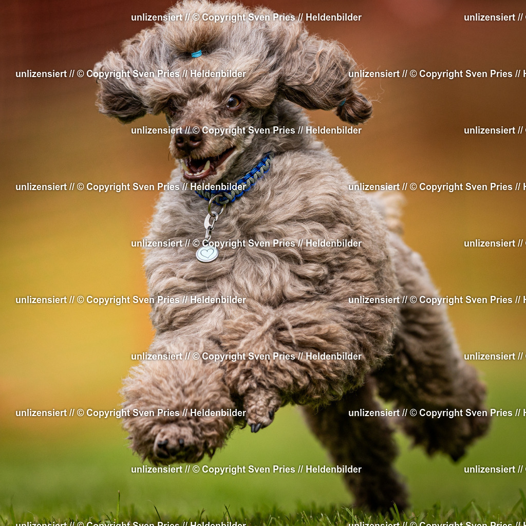 Sven Pries | 2024-09-22 - Hunderennen Baden-BadenPudelverein - Realisiert mit Pictrs.com