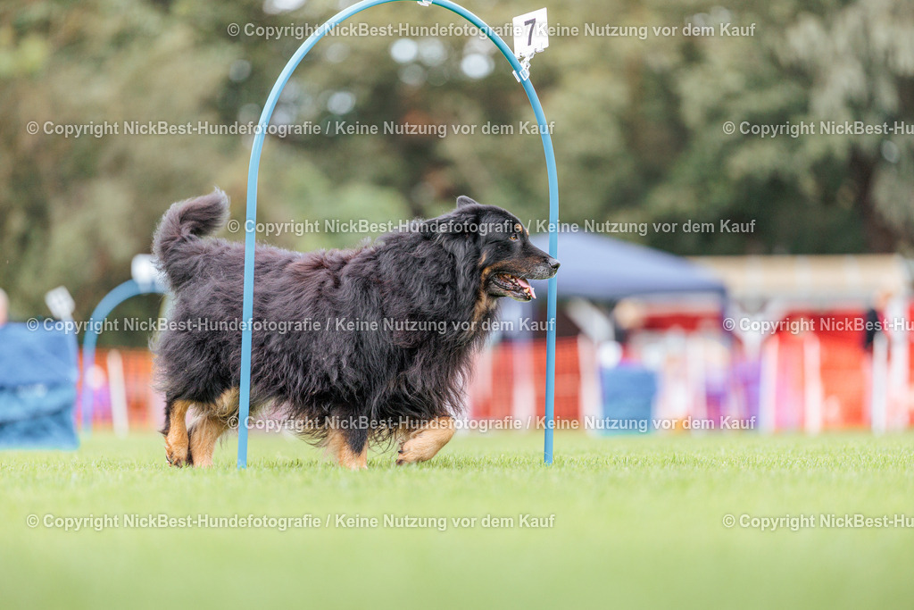 BSP Hoopers-H3-2026-Nickbest-Hundefotografie-TuS Komet Arsten e.V.-2264 | Dein Hund! Dein Moment! Deine Erinnerungen! Hundefotografie in Bremen Blumenthal. Ich fange die besonderen Momente deines Vierbeiners ein – ob Indoor mit Blitzanlage oder in der freien Natur. Sicher dir dein Moment und dein Termin für eure Erinnerungen.
