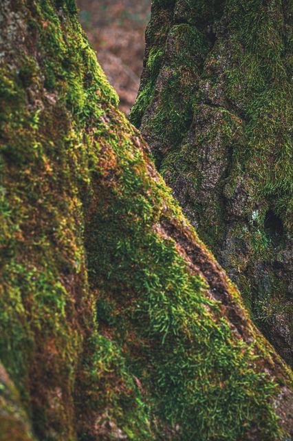 Baumstamm mit Moos bedeckt | Professionelle Natur- & Landschaftsfotos als Poster, auf Leinwand & viele mehr. Wähle aus einer Vielzahl an Formaten & Materialien Dein perfektes Bild. - Realisiert mit Pictrs.com