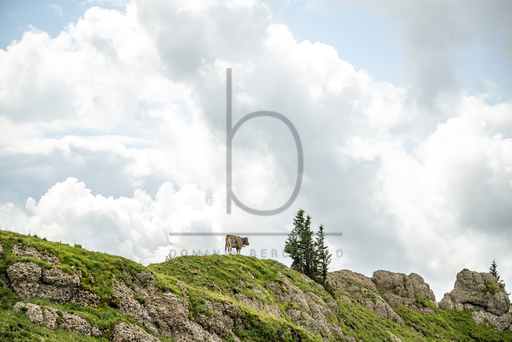 35. Gebirgsmarathon | 35. Gebirgsmarathon 2024 am 03.08.2024 in Immenstadt. Einer der anspruchsvollsten​und ältesten Bergläufe​Deutschlands im Naturpark Nagelfluhkette!(Foto: Dominik Berchtold/www.dberchtold.com)Instagram: @d_berchtold_foto 