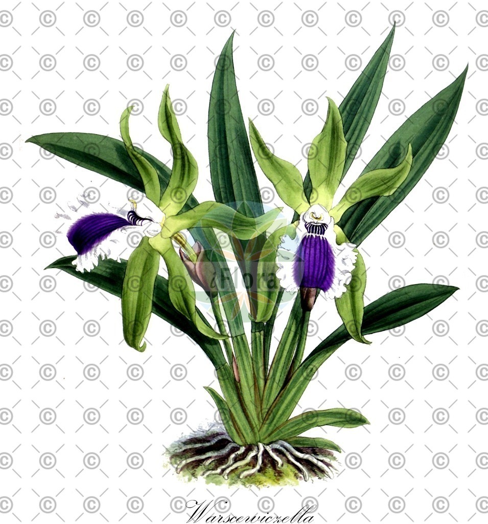 HistAbb_wfo-0000787288_3_ENZY_Simple | Historische Abbildung von Warscewiczella - Orchidaceae | Historical Illustration of Warscewiczella - Orchidaceae