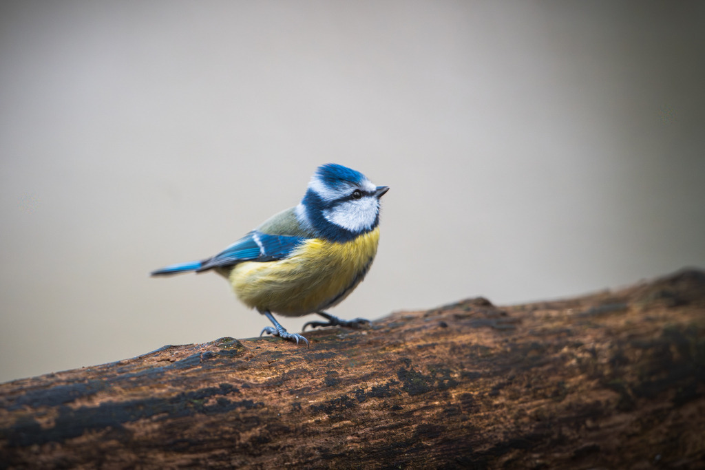 DSC_3123 Kopie | Ich bin Fotograf aus Neuburg an der Donau und spezialisiere mich auf Wildlife-Fotografie, Landschaftsaufnahmen und Portraits.Ob Hochzeit, Familienbilder oder Naturaufnahmen – ich fange echte Momente ein, die bleiben. 