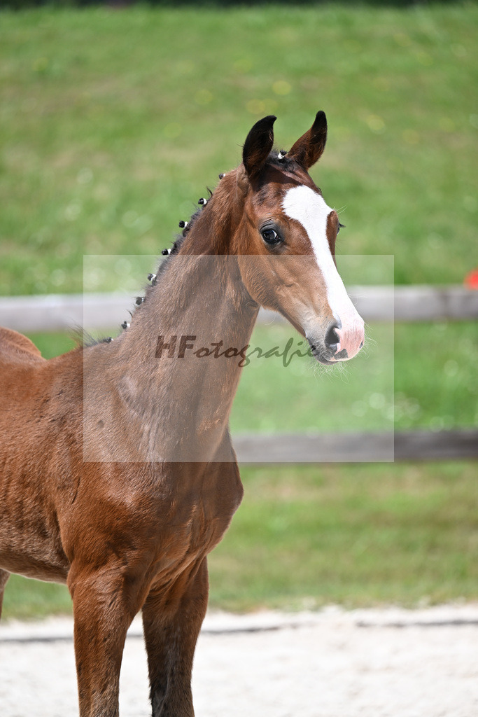 Kat-Nr. 14 Va Bene x Le Vivaldi_HF_Wimmer_15250453 | hf-fotografie - Realizzato con Pictrs.com