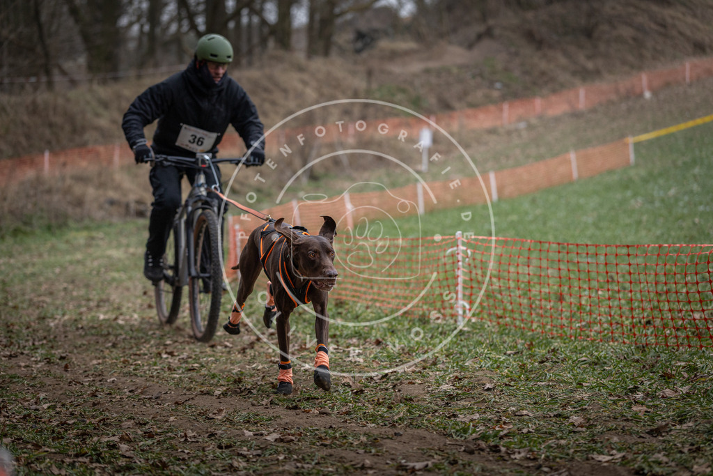Pfotenfotografie_DV3A9732 | Hundefotografie, Tierfotograf, Pfotenfotografie, Fotoshooting Hund, Hunde Portrait, Hundesport, Hundeportraits, Heideshooting, Hunde, Sportfotograf, Hundefotograf, Turnierhundsport, THS,  - Realisiert mit Pictrs.com