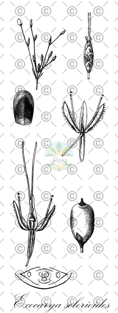 HistAbb_wfo-0000684449_1_ENZY_Simple | Historische Abbildung von Exocarya sclerioides - Cyperaceae | Historical Illustration of Exocarya sclerioides - Cyperaceae