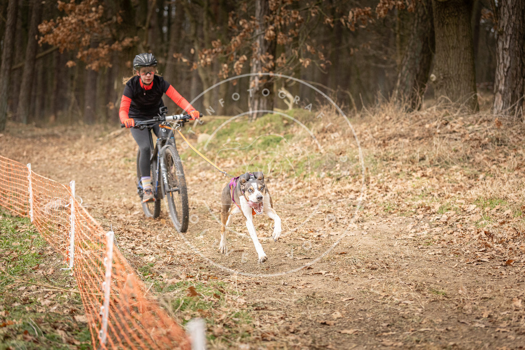 Pfotenfotografie_DV3A3132 | Hundefotografie, Tierfotograf, Pfotenfotografie, Fotoshooting Hund, Hunde Portrait, Hundesport, Hundeportraits, Heideshooting, Hunde, Sportfotograf, Hundefotograf, Turnierhundsport, THS,  - Realisiert mit Pictrs.com