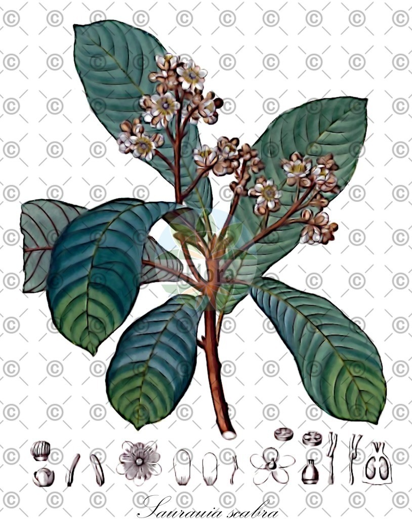 HistAbb_EMP_9902726_1_FloraD_Simple | Historische Abbildung von Saurauia scabra - Actinidiaceae | Historical Illustration of Saurauia scabra - Actinidiaceae