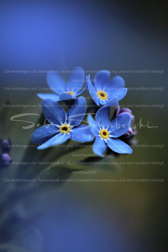 Wandbild Vergissmeinnicht | People- und Tierfotografie, Imageaufnahmen, Veranstaltungsfotografie und Wandbilder aus der Natur ★ Made in Germany ✔️ Druck + Downloads ✔️ Naturfotografie in Top Qualität ★ schneller Versand, weltweite Lieferung! - Realisiert mit Pictrs.com