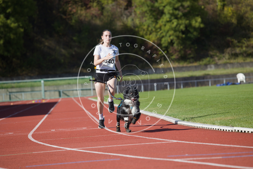 0L8A8860 | Hundefotografie, Tierfotograf, Pfotenfotografie, Fotoshooting Hund, Hunde Portrait, Hundesport, Hundeportraits, Heideshooting, Hunde, Sportfotograf, Hundefotograf, Turnierhundsport, THS,  - Realisiert mit Pictrs.com