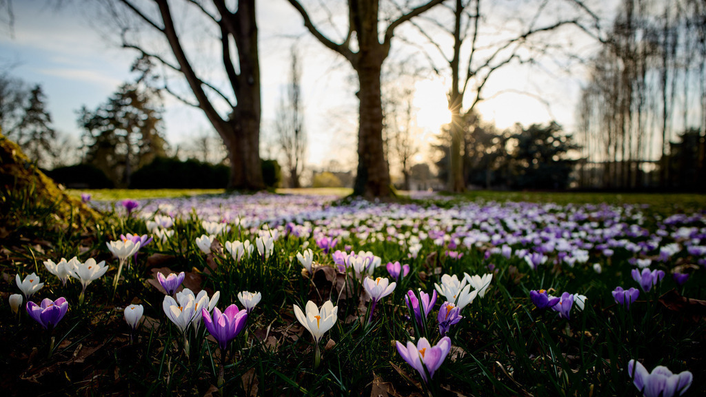 Krokusse I | kleinen-fotografie