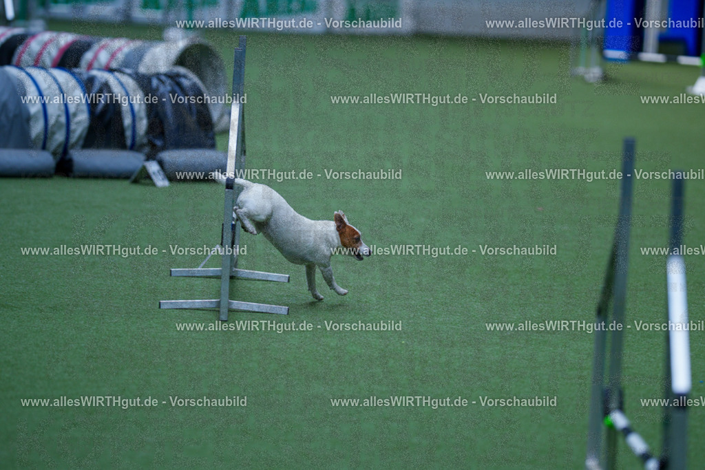 @allesWIRTHgut_Tierfotografie - www.allesWIRTHgut.de - 2604261328-7R501956 | Professionelle Tierfotografie in Mönchengladbach von Daniel Wirth (allesWIRTHgut). Liebevolle & natürliche Bilder von Hunden & Katzen für unvergessliche Erinnerungen.