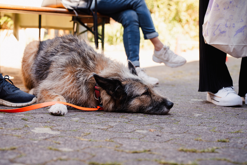 20260426-115 | MuT (Mensch und Tier) mit Mona - Fotografie und Tierkommunikation - Realisiert mit Pictrs.com