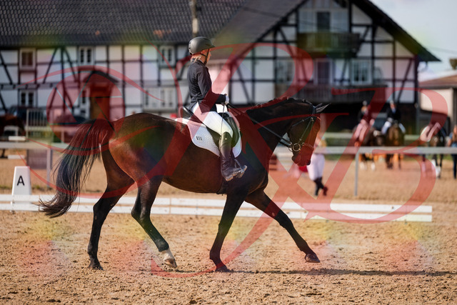 2026_10_03_Siefer-Hof_133433_Z63_92963520 | Professionelle Reitsport-, Turnier- und Eventfotografie von Robert Broda. Galerien mit ausgewählten und bearbeiteten Bildern direkt online ansehen und bestellen.