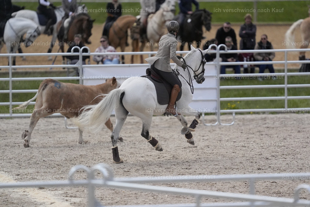 PI26_COW_Stoibphotography_DSC5938.JPG | working equitationturnier fotograf videograf stoibphotography marixx film working equitation deutschland reitsport turnierfotografie eventfotografie equestrian events