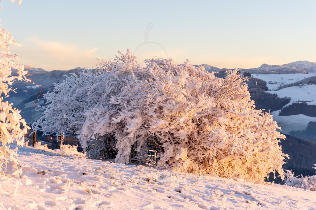 Winter am Hochkogelberg Rauhreif | Ihre Fotografin im Lungau, ihre Fotografin im Mostviertel, Wandbilder Onlineshop, Imagefotos für Ihr Unternehmen,  - Realisiert mit Pictrs.com