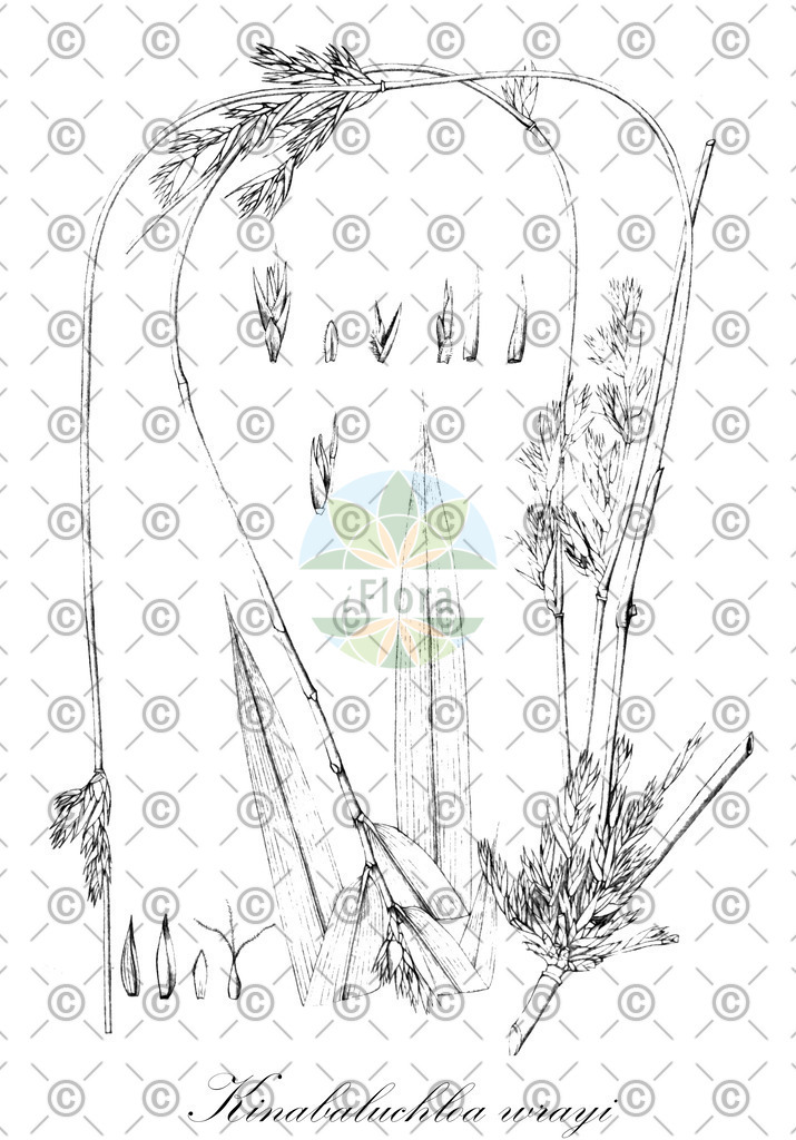 HistAbb_wfo-0001146634_1_ENZY_Simple | Historische Abbildung von Kinabaluchloa wrayi - Poaceae | Historical Illustration of Kinabaluchloa wrayi - Poaceae
