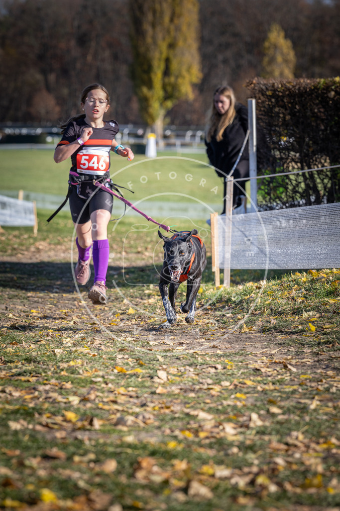 CaniXpix_DV3A8436 | Hundefotografie, Tierfotograf, Pfotenfotografie, Fotoshooting Hund, Hunde Portrait, Hundesport, Hundeportraits, Heideshooting, Hunde, Sportfotograf, Hundefotograf, Turnierhundsport, THS,  - Realisiert mit Pictrs.com