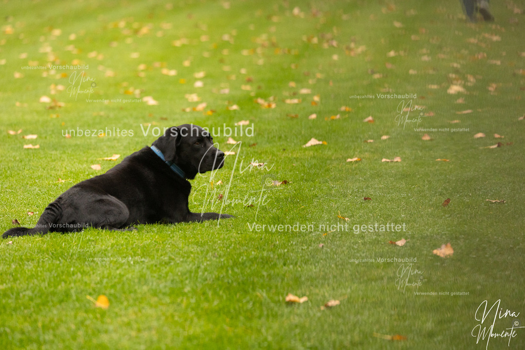 _16A0539 | Einzigartige Fotos von Hunden & Menschen –Actionfotos, Portraits, Vereinsaufnahmen & Paarshootings – authentisch, lebendig & mit Herz.