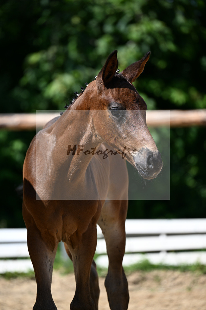 Kat-Nr. 16 Fuerst Samarant x Grey Flanell_HF_Froehlich u Fuchs_16250333 | hf-fotografie - Realizzato con Pictrs.com