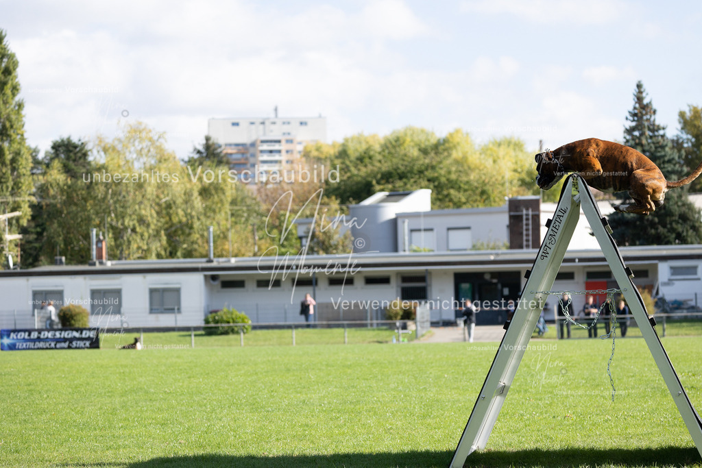 _16A5266 | Einzigartige Fotos von Hunden & Menschen –Actionfotos, Portraits, Vereinsaufnahmen & Paarshootings – authentisch, lebendig & mit Herz.
