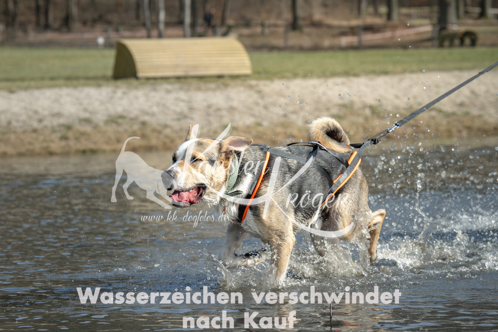 1221_ZZ99261 | kk-dogfotos