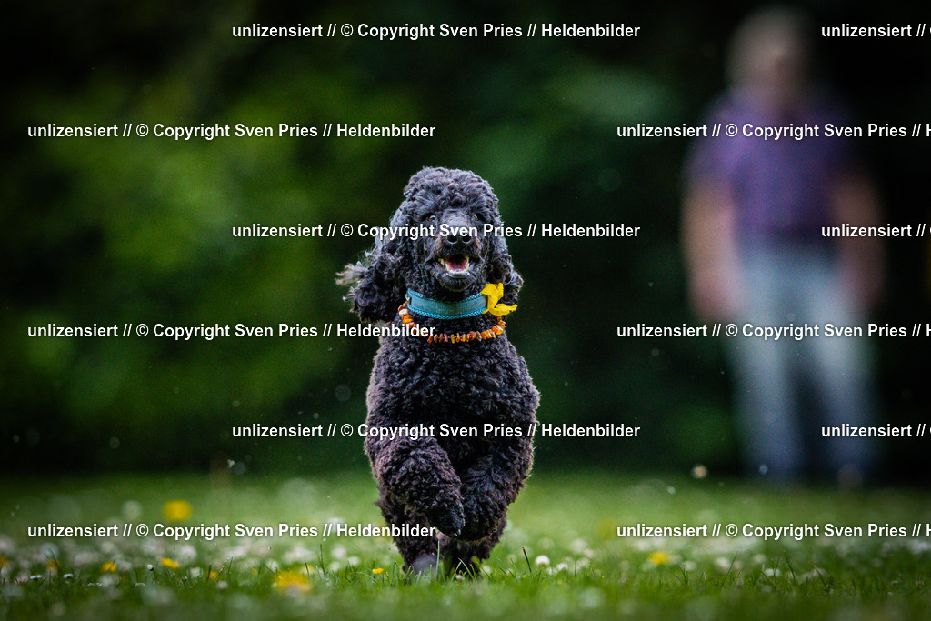 Sven Pries | 2025-05-29 - Pudelrennen KA-Durlach - Realisiert mit Pictrs.com