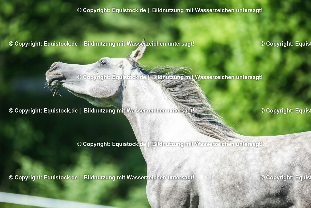 20210617_Araber_Marbach_Koppel_0089 | Foto: Thomas Hartig