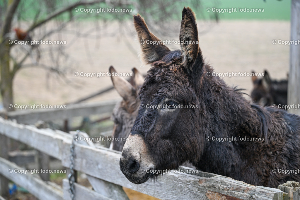 Gnadenhof Wiesmayrgut_ Tiere_ Gunskirchen_ 06.03.2024-33 | 06.03.2024, Gunskirchen, AUT, Gnadenhof Wiesmayrgut, Familie Fuchsberger, Bauernhof, im Bild Landwirtschaft, Lebenshof, Tierasyl, Tiere, Huehner, Hühner, Hennen, Haehne, Hahn, Hähne, Pony, Esel, Katze, Katzen, Kater, Lama, Haustiere, Wildtiere, Nutztiere, Tierheim, Tierschutz