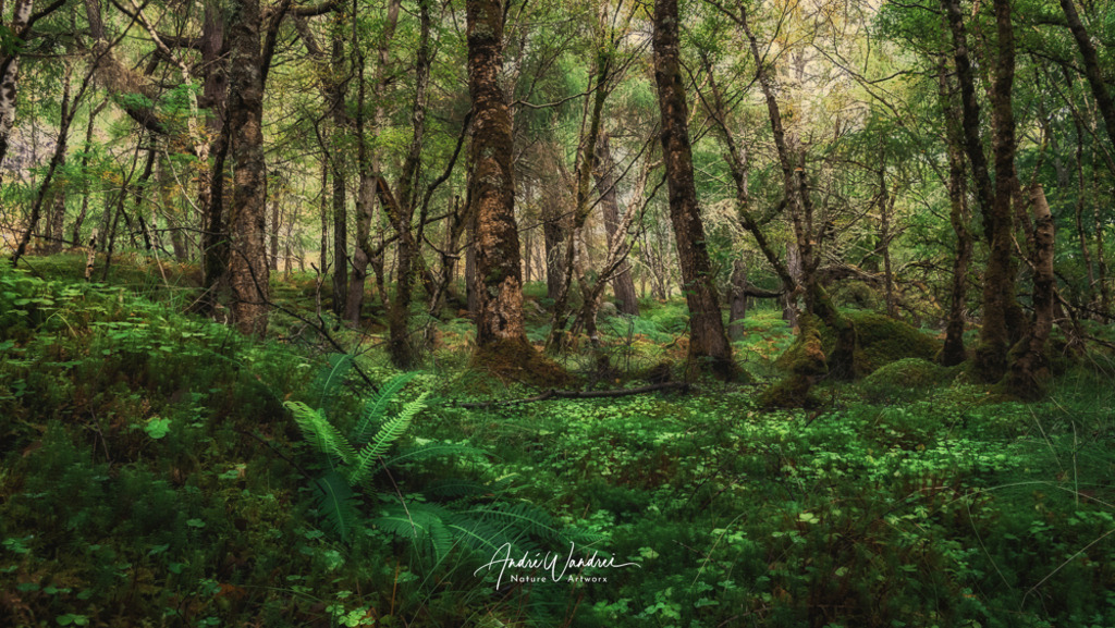 Grünes Paradies | Andre Wandrei - Nature Artworx - Realisiert mit Pictrs.com