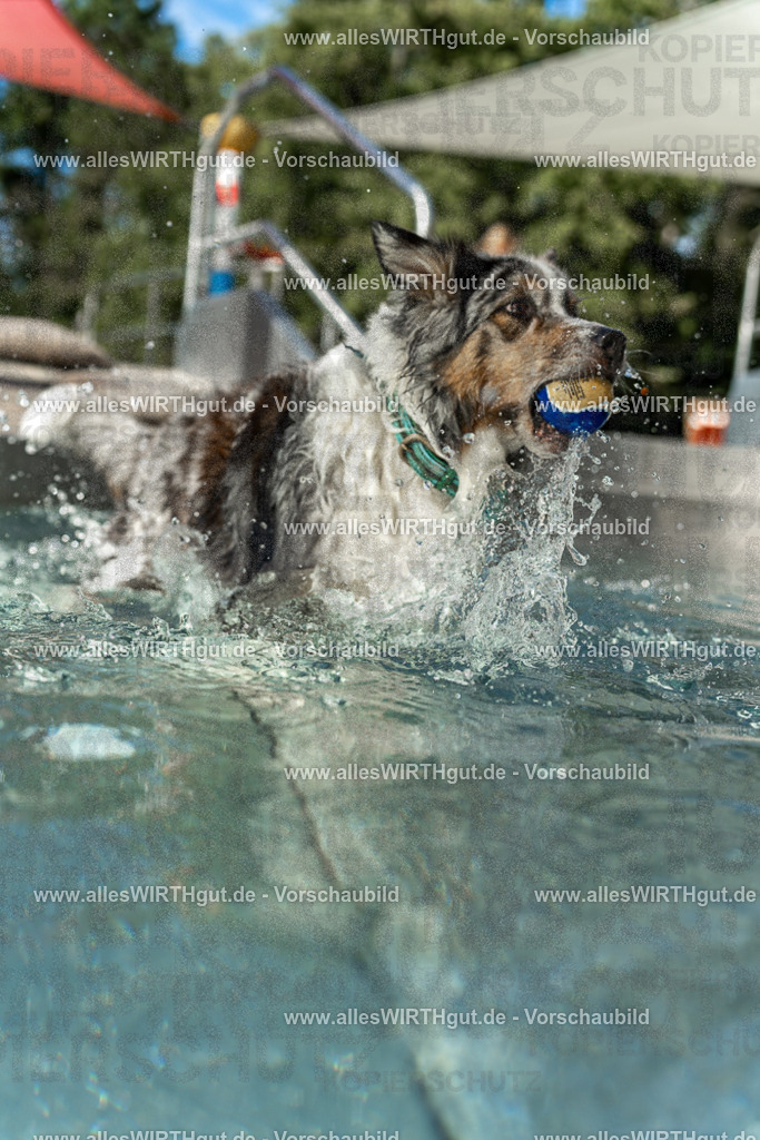 Hundeschwimmen_Volksbad_2026-allesWIRTHgut_Tierfotografie-2609061535-7R501662 | Professionelle Tierfotografie in Mönchengladbach von Daniel Wirth (allesWIRTHgut). Liebevolle & natürliche Bilder von Hunden & Katzen für unvergessliche Erinnerungen.